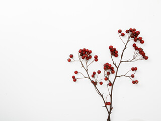 Minimalist fashion photography. Minimalism Stock Photography. Red rowan bouquet on white background, flat lay, top view. autumn wallpaper
