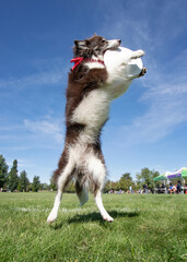dog playing outside on a nice summer day
