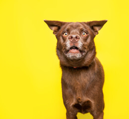 studio shot of a cute dog on an isolated background