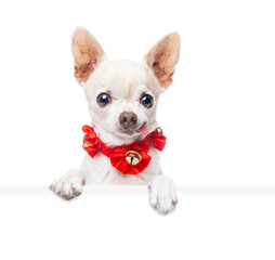 studio shot of a cute dog on an isolated background holding a blank white sign