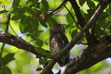 Predator's eyes on a tree in a public natural forest park