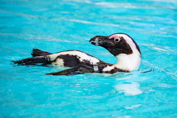 Fototapeta premium African penguin. Bird and birds. Water world and fauna. Wildlife and zoology.