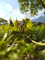 trockenes Blatt mit Blattadern im Park und Berge im Hintergrund