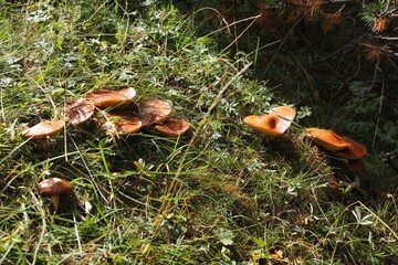 Slippery jack edible bolete mushrooms