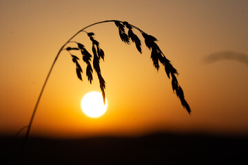 brins d'herbe coucher de soleil