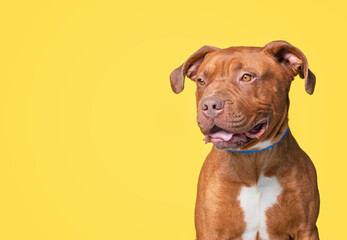 studio shot of a cute dog on an isolated background