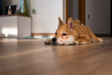 Red shiba inu dog puppy resting on a wood floor - Powered by Adobe