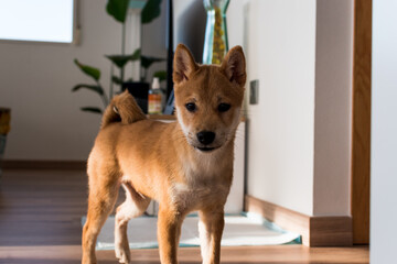 Portrait of a red shiba inu dog puppy indoor