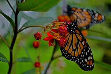 MONARCH BUTTERFLIES DRYING THEIR WINGS