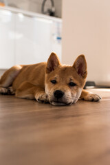 Red shiba inu dog puppy lying on a wood floor