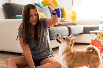 Red shiba inu dog puppy playing with a young caucasian woman and a toy on the floor