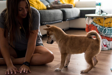 Red shiba inu dog puppy playing with a young caucasian woman on the floor