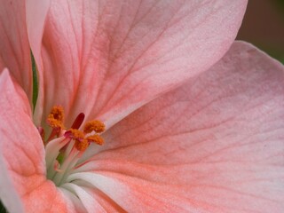 Pink flower of pelargonium, also known as geranium, or storksbill, detail of the center of the flower,  macro