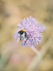 Bumblebee on a violet flower