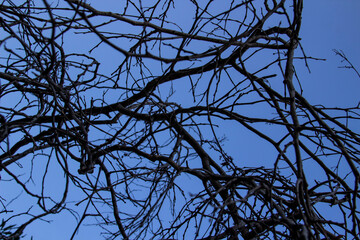Naked Tree Branches On A Blue Background. Tree branches against blue background