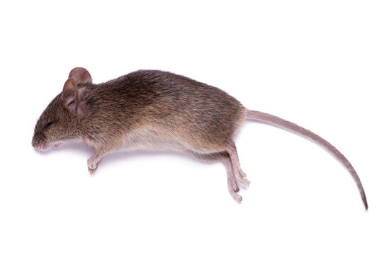 One dead mouse is isolated on a white background close up