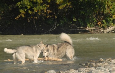 chiens