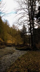 autumn in the forest