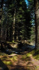 Obraz premium forest in autumn