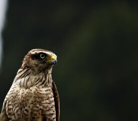 LARGE BIRD WATCHING ITS PREY