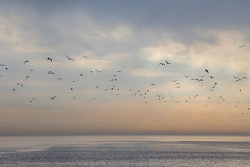 Flock of birds flying in the city in Istanbul, turkey