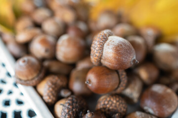 Macro of oak acorns with autumn leaves in blurred background
