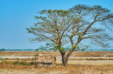 The nipa hut under the tree, Yangon suburb, Myanmar