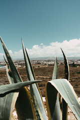 Amazing landscape with agave plant. Exotic plant. Summer view, Cyprus.