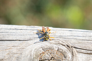wasp on wood plank