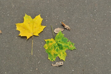 Maple leaves. Yellow and yellowed maple leaves on the gray asphalt. Background, texture.