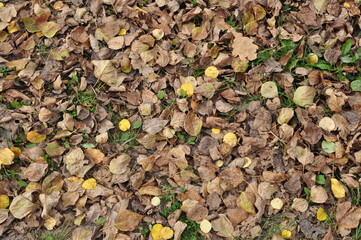 Dry leaves on the ground. In the fall, leaves fell from the trees to the ground. Background, texture.