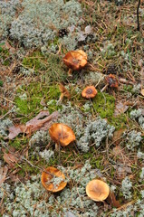 Mushrooms on a background of silvery moss. Autumn forest with mushrooms on the ground.