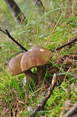Autumn. Two porcini mushrooms, boletus. Mushrooms on a background of green grass and moss.