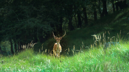 deer in the woods