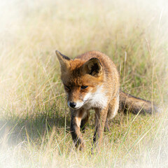 Fototapeta premium red fox in the wild