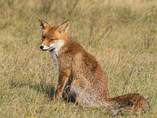 red fox in the wild