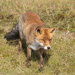 red fox in the wild