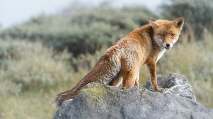 red fox in the wild