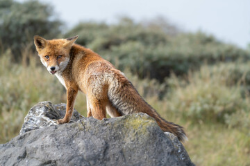 red fox in the wild