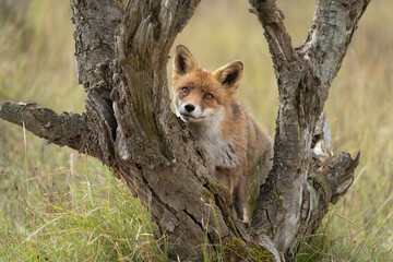 red fox in the wild