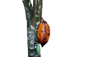ripe yellow cacao pod on tree isolated on white background.