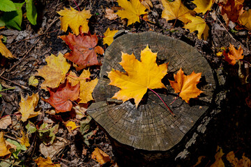 Red and yellow maple leaves, on a stump, against the background of fallen leaves. Autumn backgrounds. Autumn, September, November, October, Halloween.