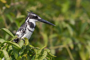 Pied Kingfisher  - Ceryle rudis, beautiful large kingfisher from African mangroves and rivers, Queen Elizabeth NP, Uganda.