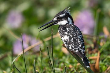 Pied Kingfisher  - Ceryle rudis, beautiful large kingfisher from African mangroves and rivers,...