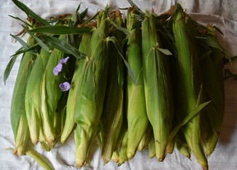 Corn in husks