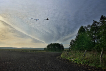 Świt Z Trzema Łabędziami Krzykliwymi  © Wojciech Lisiński