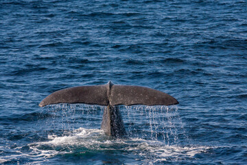 Fluke eines Pottwals beim Abtauchen