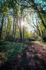 Vibrant Forest in Irish Countryside