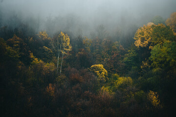 Foggy morning in the mountain woods in the autumn or winter