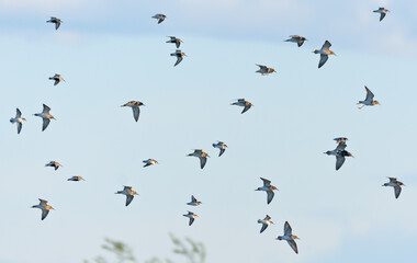 Mixed flock of waders in spring flight - Ruffs, Red-necked Phalaropes, Dunlins